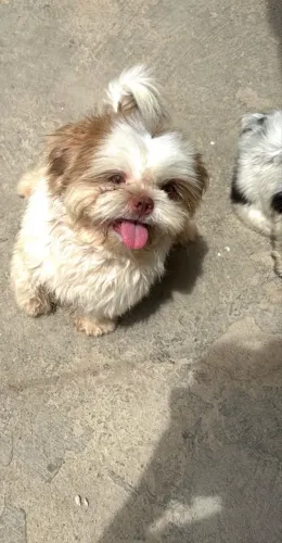 Shih tzu macho linhagem fígado para cruza 