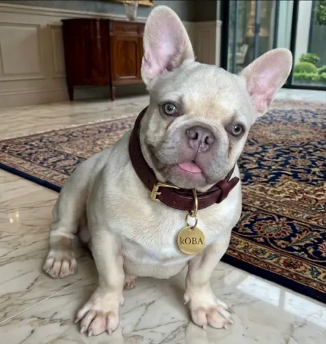 Cobertura bulldog francês