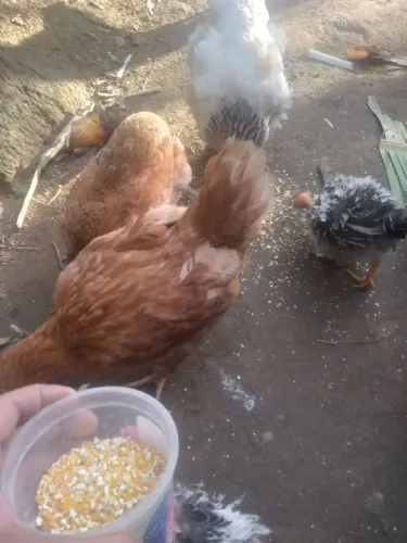 Galo Caipira Suro e Galinha Poedeira Embrapa 051