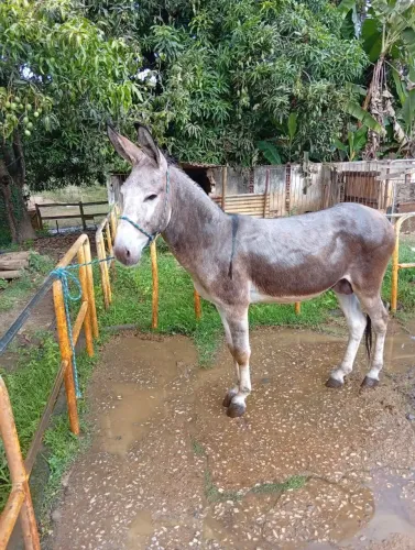 Jumento pêga