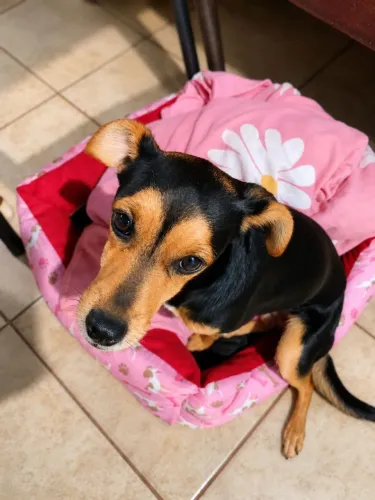 Cachorra castrada adulta
