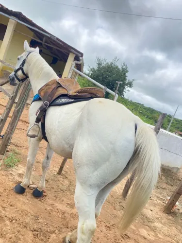 Cavalo de vaquejada