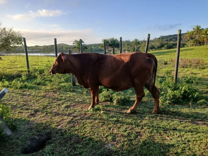 Vaca senepol parida de macho 