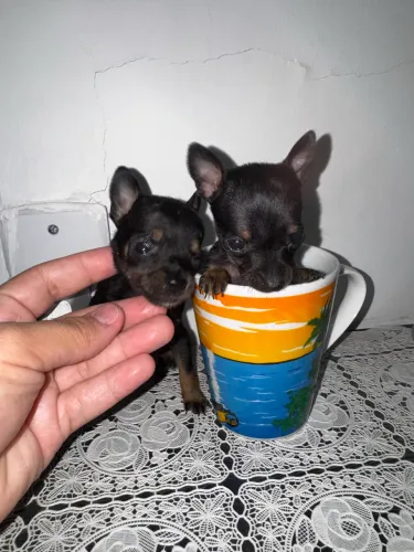 VENDO MINIATURA DE PISNCHER 0 FÊMEA MINI MINI
