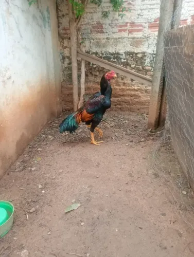 Vendo Galo Índio e uma galinha mais não é de raça 