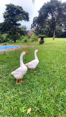 Ganso Sinaleiro Branco 