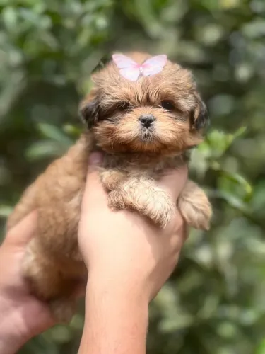 Shih Tzu com excelente temperamento