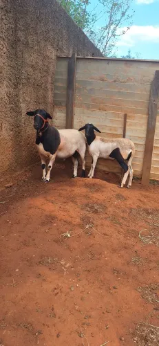 CARNEIRO E OVELHA