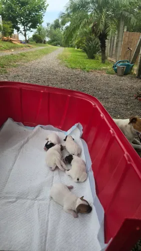 Filhotes de Jack russel machos