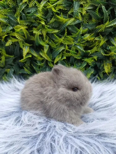 Coelho anão (Netherland dwarf) linhagem Importada 