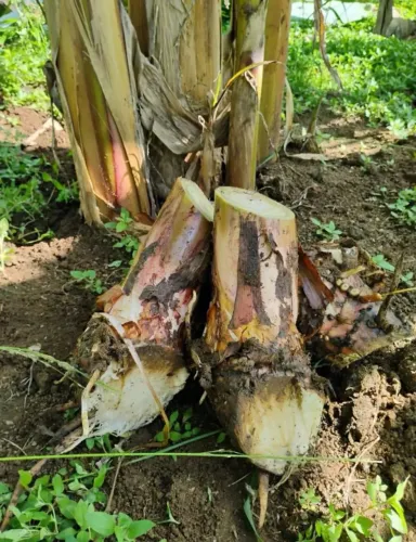 Muda de bananeira Pacovan da boa!