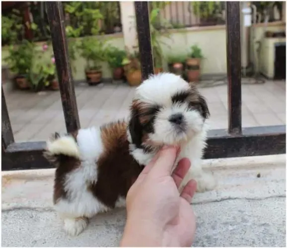 Shih Tzu fêmeas e machos disponíveis a pronta entrega, informações *
