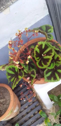 Begonia Masoniana