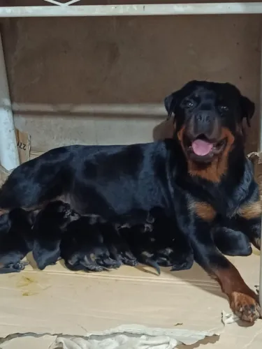 Filhote de Rottweiler 
