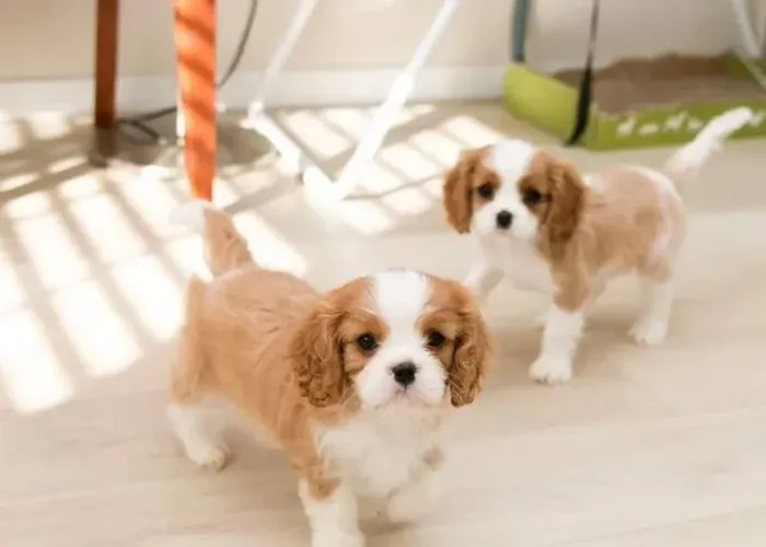 Cavalier king - Lindo casal com pedigree - Somos loja física - Entre em contato 