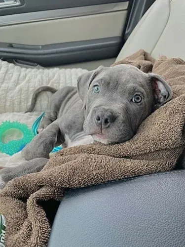 Filhote de Pitbull - Azul em cobertor marrom 