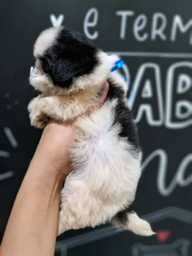 Shihtzu Tricolor - O Filhote que voce Procura com preço que agrada!Entrega Grátis