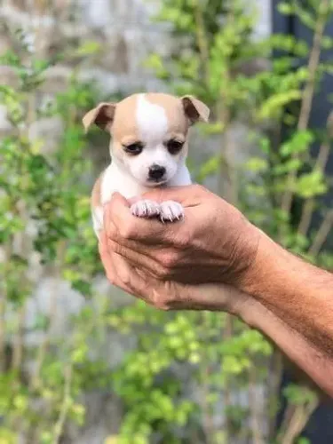 Chihuahua pelo longo- Filhotinha fêmea com 48 dias coloração clara- Dani