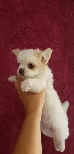 Chihuahua Pequeno Caramelo Fêmea - Super Apegada, Inteligente e Amorosa!