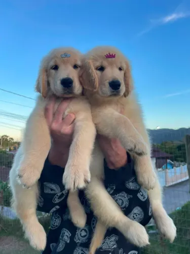 Filhote de Golden Retriever com Pedigree