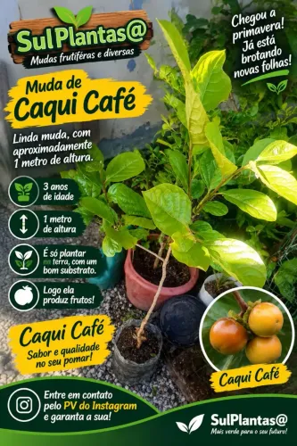 Caqui café
