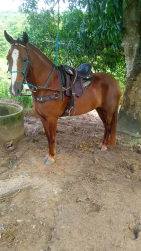Égua Margalarga