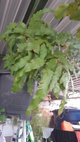 Plantas já pegadas
