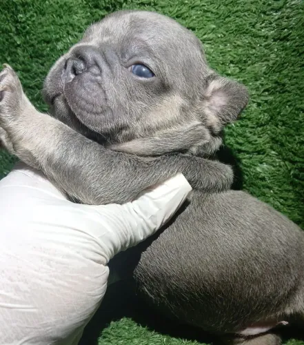Buldogue francês, um amiguinho para o seu lar?