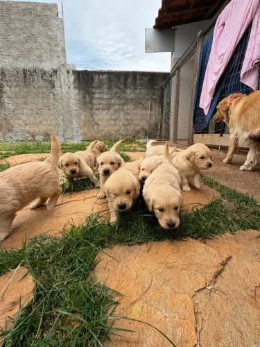 Filhotes de Golden Retriever disponíveis!