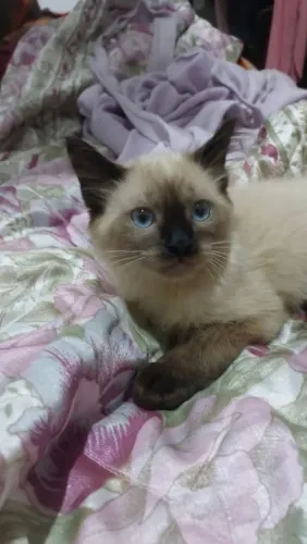 Último filhote de gato siamês