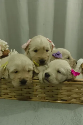Vendo filhotes golden retriever