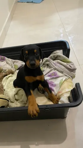 Doberman 