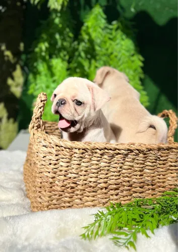 Filhotes de Pug branco exótico, preto e Abrico 