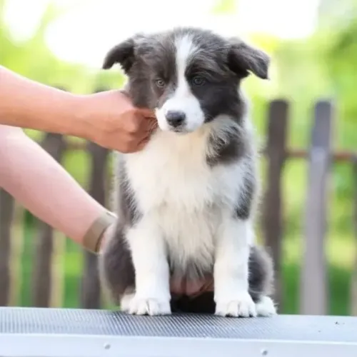 Filhotes de Border Collie | O amor mora nos detalhes.