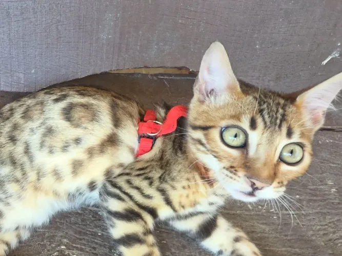 Filhote macho de gato Bengal