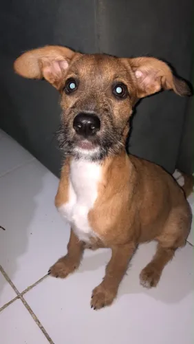 doação de cachorro