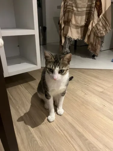 Gato macho para doação 