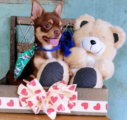 Perfeição De Chihuahua Macho De Alto Padrão De Linhagem Russa Da Cor Exótica Chocotan