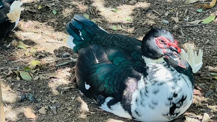 Patos jovens (verdes)