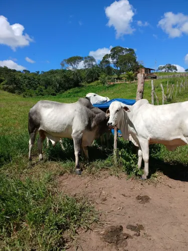 Lote de Novilhas Nelore Prenhez (Matriz) e Tourete Reprodutor. Total de Seis..