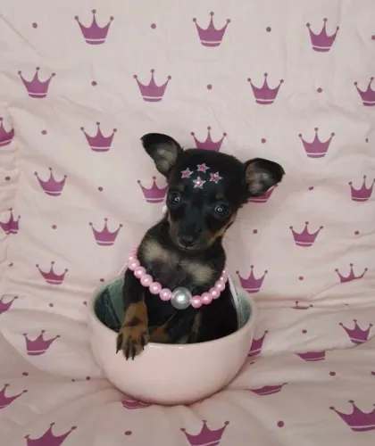 Pinscher 0 lindas fêmeas com kit filhote