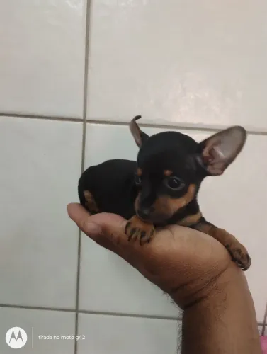 Venda de pinscher