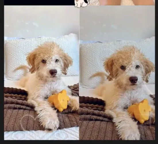 Podlle toy macho puro 2 mês 