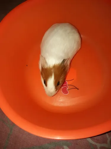 Porquinhos da Índia