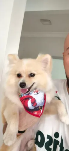 Filhote de Spitz Lulu da Pomerânia 7 meses 