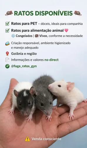 Rato twister 