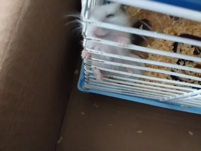 Hamster Anão
