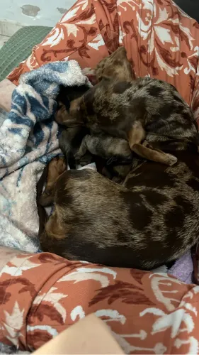 Dachshund última fêmea mofada
