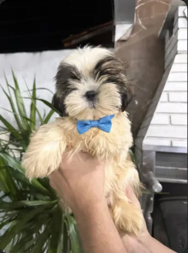 Vendo Filhote de Shih-tzu (Macho)