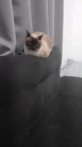 Doação de gatinha siamesa pura